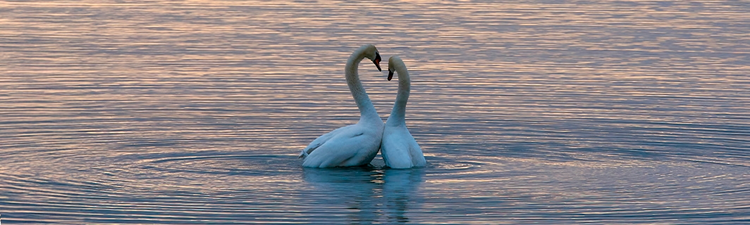 Zwei Schwäne bilden ein Herz auf dem Wasser, Sinnbild für wahre Liebe, tiefe Verbundenheit und Seelenverwandtschaft
