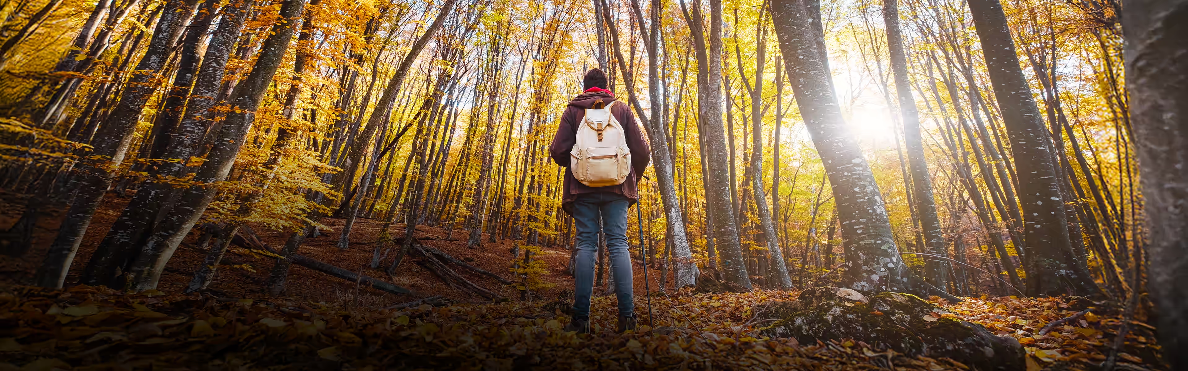 Person wandert durch einen herbstlich gefärbten Wald im warmen Sonnenlicht – Symbol für persönlichen Weg, Neuanfang und innere Reflexion.